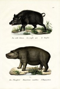 イノシシ（1824年） 作： Karl Joseph Brodtmann